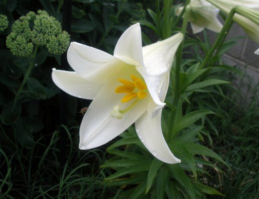 white easter lily