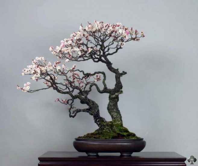 japanese apricot bonsai