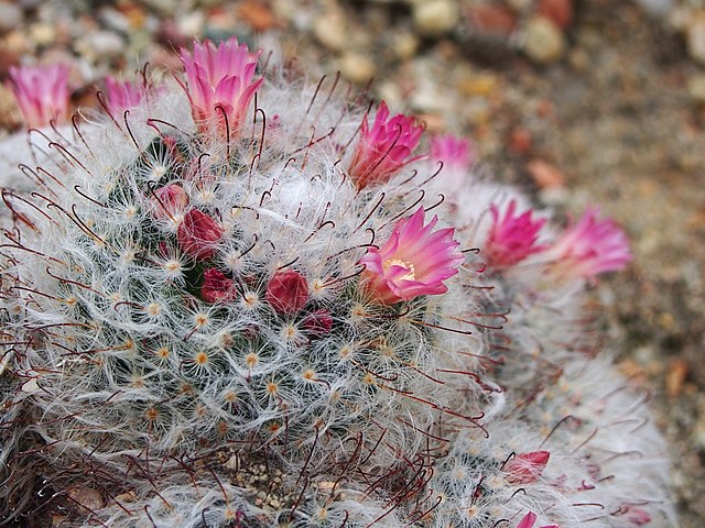 Powder puff cactus flowers blooming