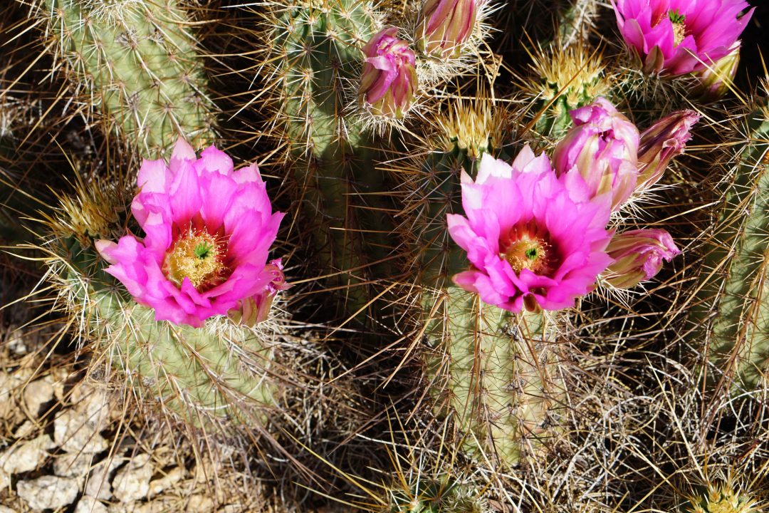 Pink strawberry hedgehog cactus flowers blooming