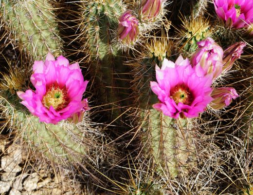 Pink strawberry hedgehog cactus flowers blooming