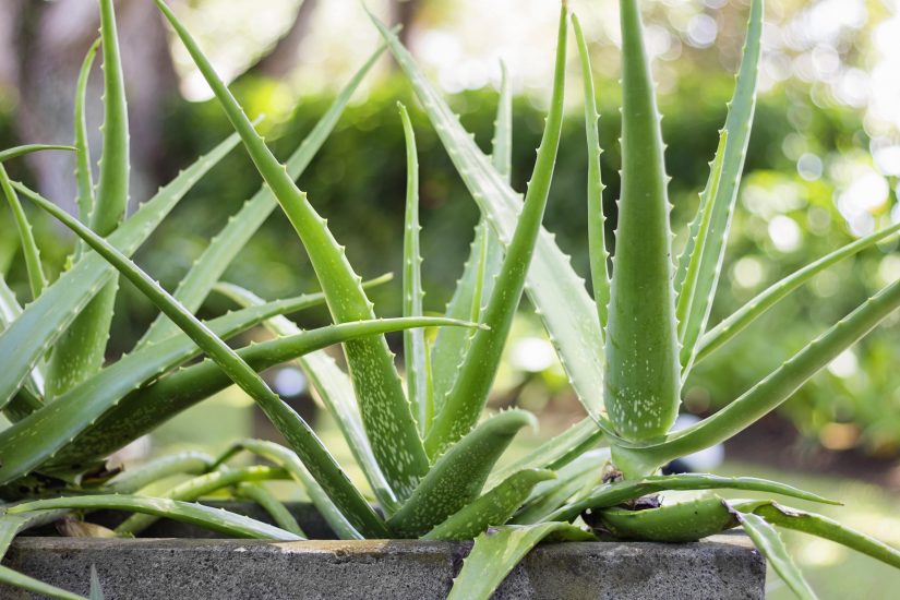 Aloe vera plants outside