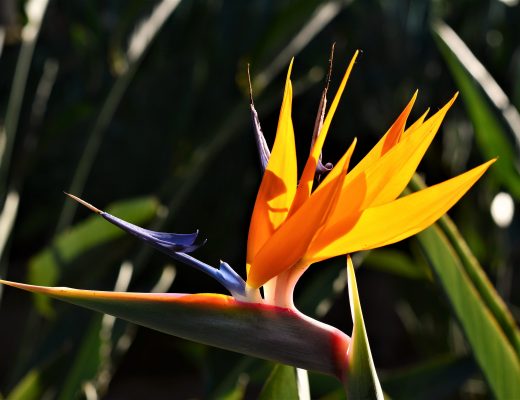 Bird of paradise plant blooming outside