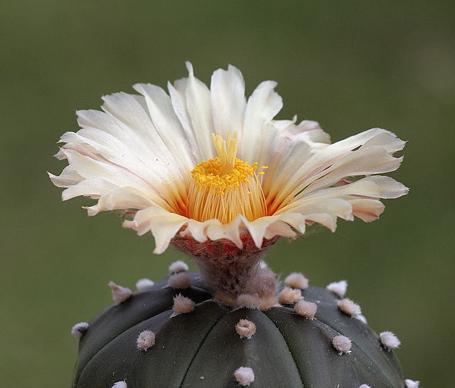 Blooming star cactus flower