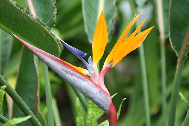 Bird of paradise flower