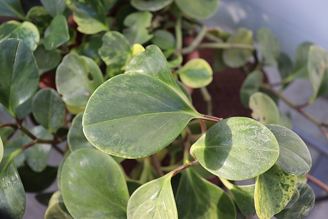 Close-up of a peperomia obtusifolia plant