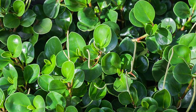Peperomia obtusifolia plant growing outside
