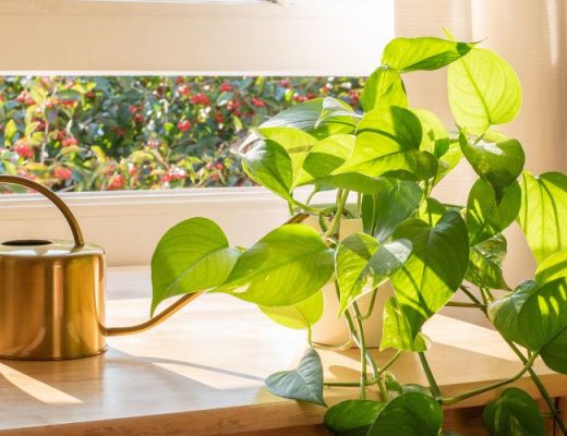 Indoor pothos plant on a desk alongside a golden watering can