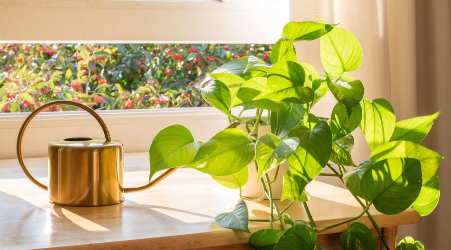 Indoor pothos plant on a desk alongside a golden watering can