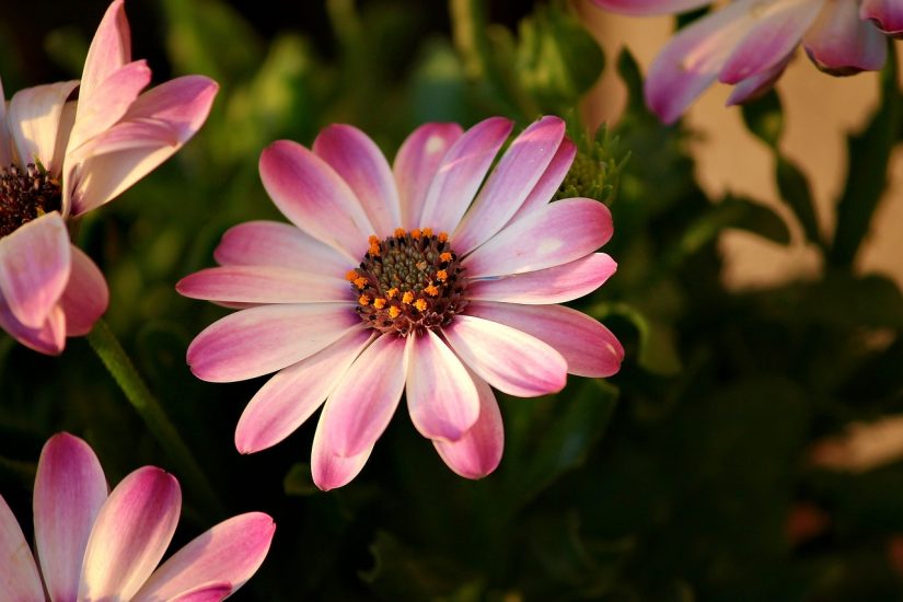 Pink african daisy in a field
