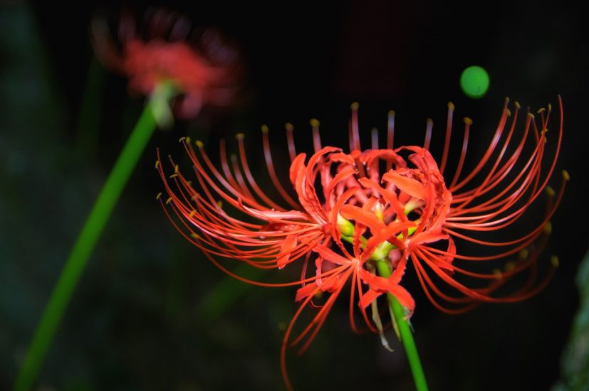 Red spider lily blooming outside at night