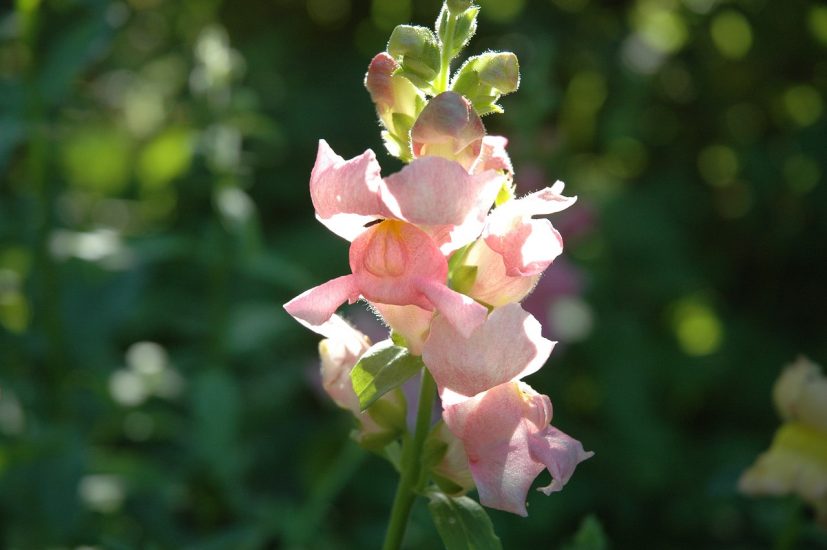 Pink snapdragon flower blooming outside