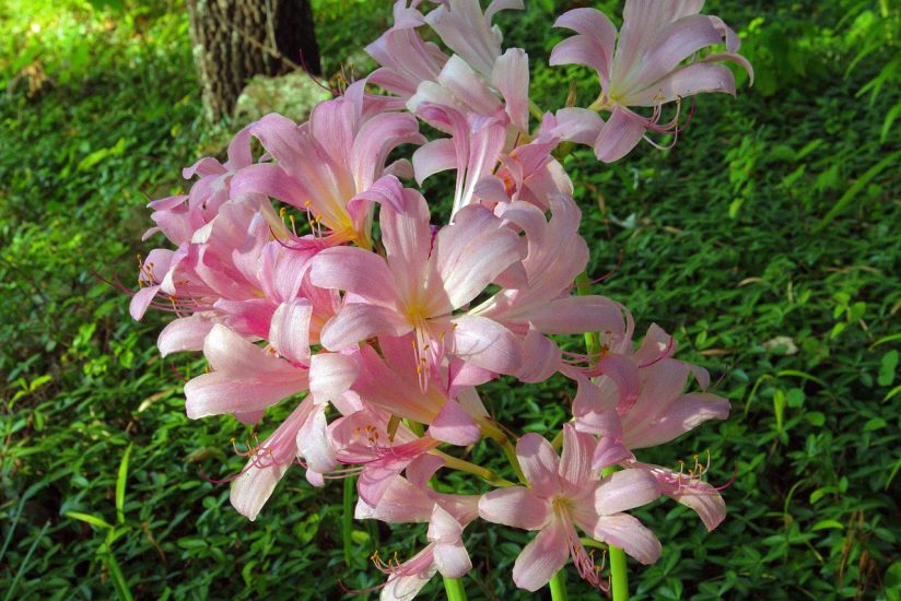 Pink spider lily flower blooming outside