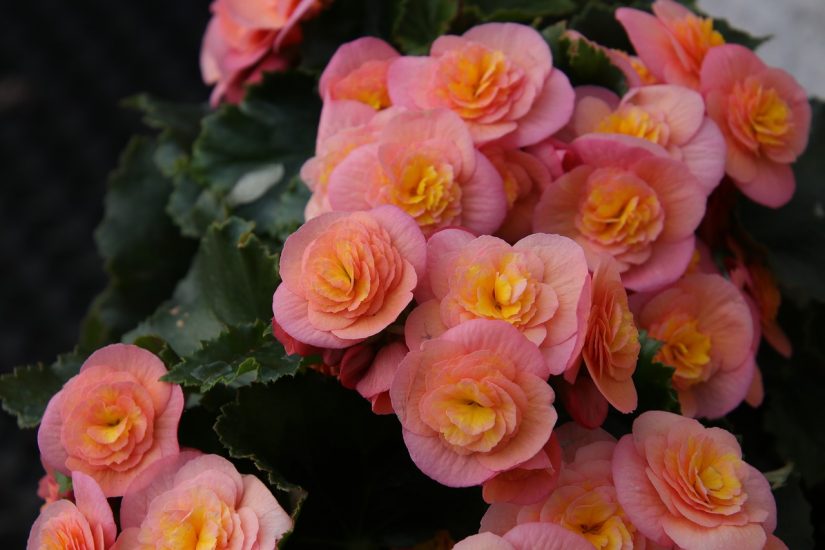 Pink begonia flowers blooming