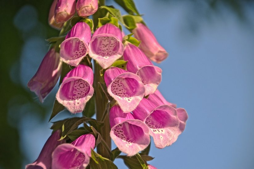 Close-up of pink foxglove blooms