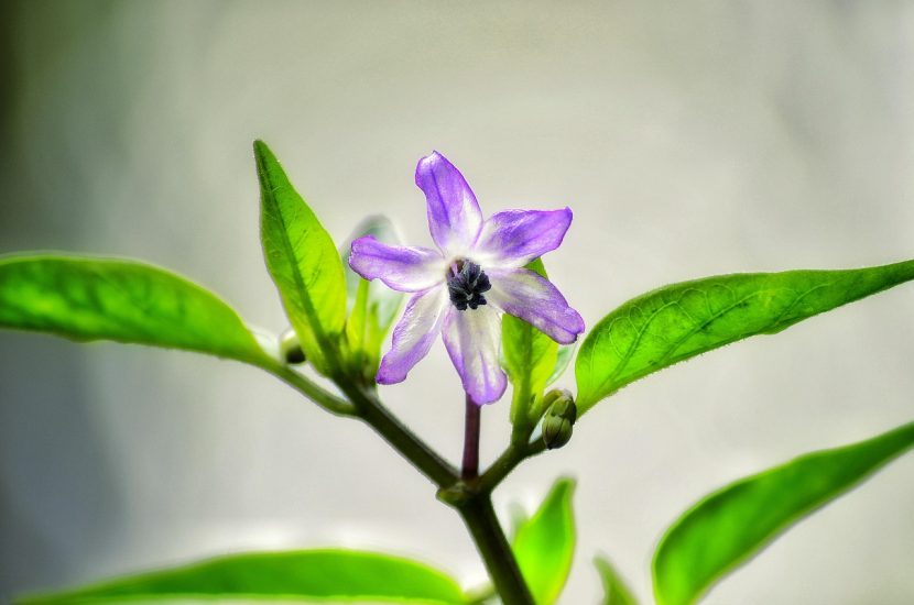 A white-violet browallia flower growing outside.