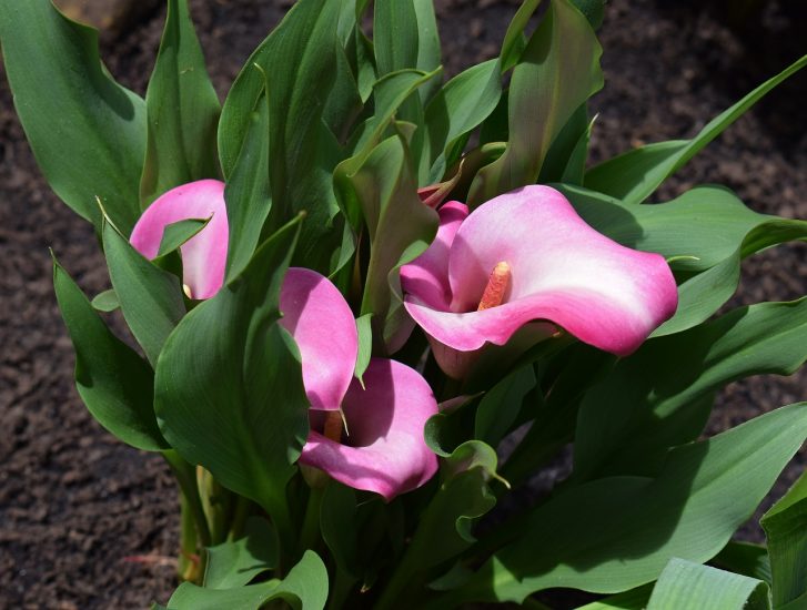 Pink Calla lily stems in a garden
