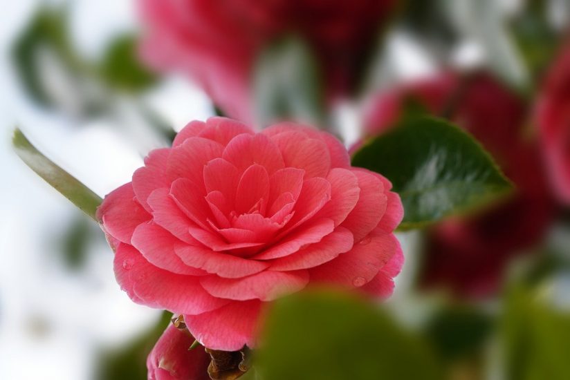 Close-up of pink camellia flower