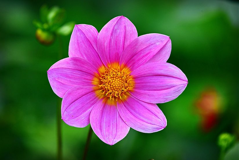 Bright pink cosmos flower blooming outdoors