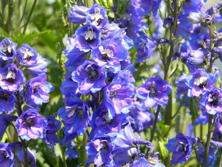 Close-up of violet larkspur (or delphinium) flowers