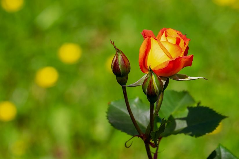 Orange spray roses growing outside