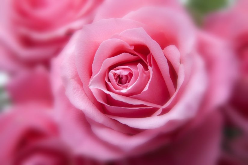 close-up of a pink rose