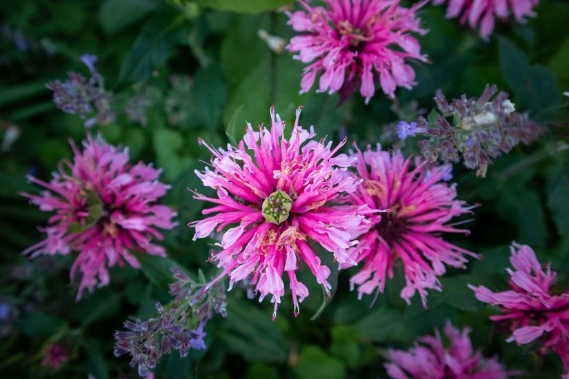 Pink bee balm flowers outdoors