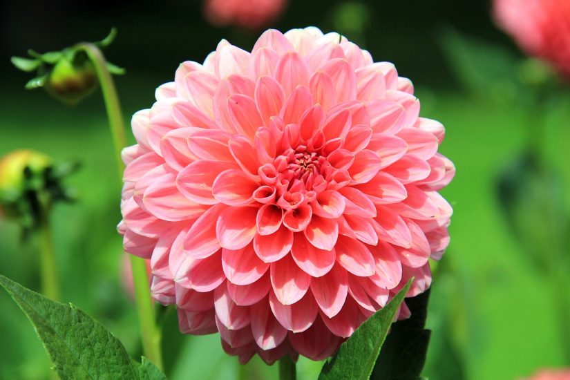 Close-up of pink dahlia flower