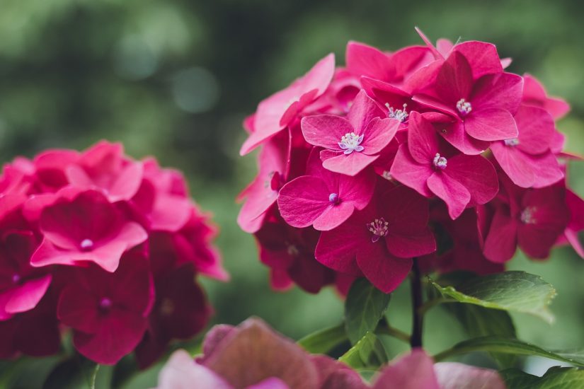Pink hydrangeas flowering outside