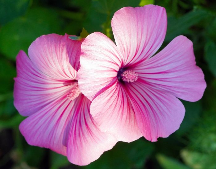 Close-up of two pink hibiscus blooms