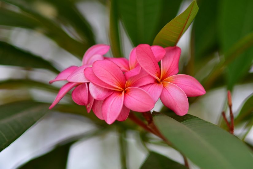 Close-up of a pink plumeria flower