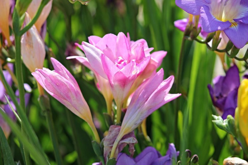 Pink freesia blooms in a garden