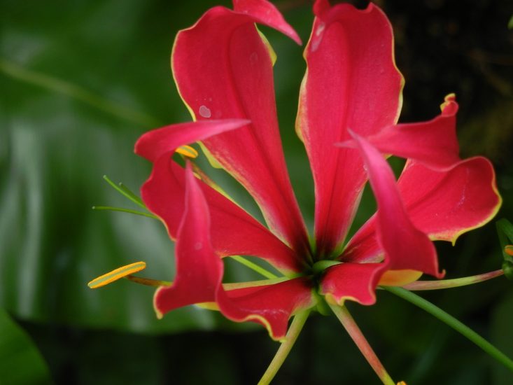 Close-up of a pink gloriosa lily