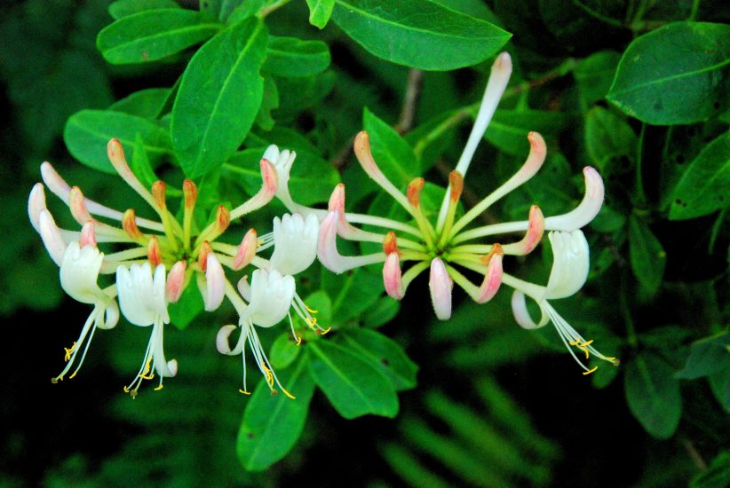 white honeysuckle flowers bloom in the wild