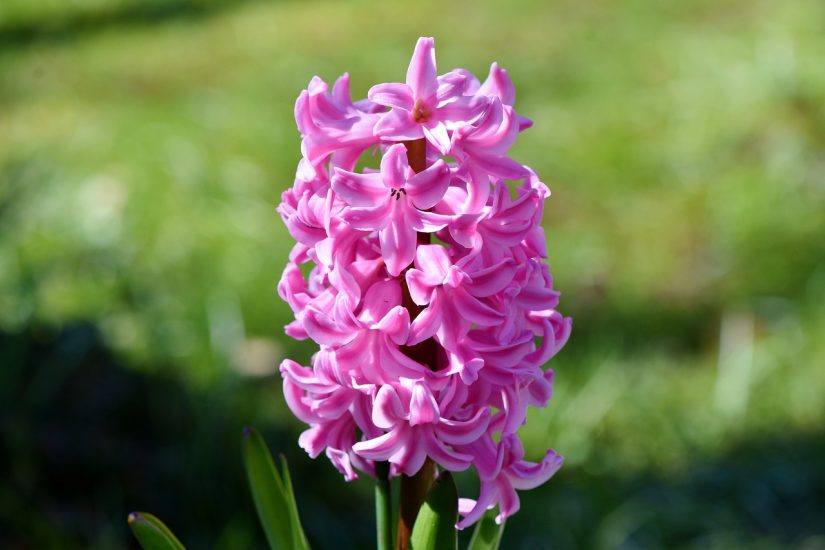 Pink hyacinth blooming outdoors