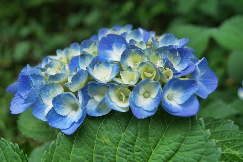 Blue hydrangea blooming outside