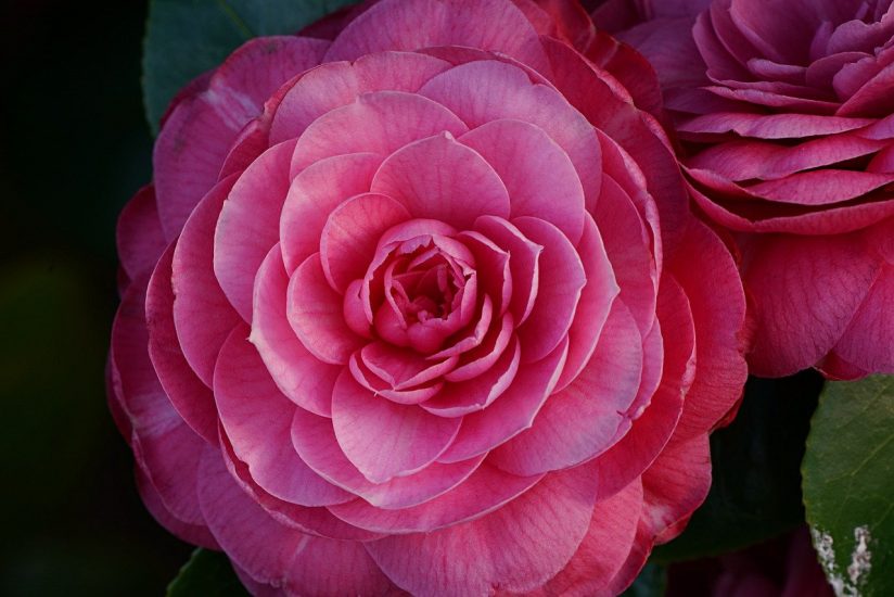 Close-up of pink Japanese camellia flower