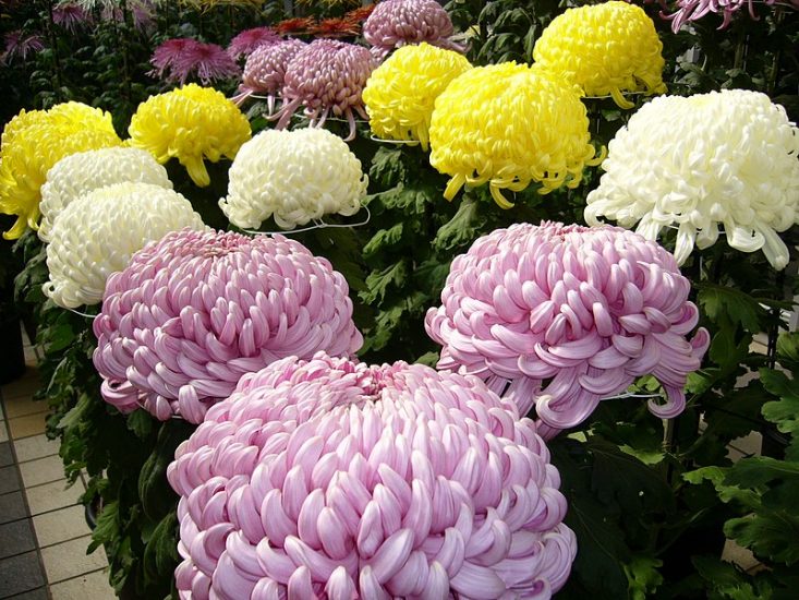 Rows of chrysanthemums growing in Japan in white, yellow, and violet