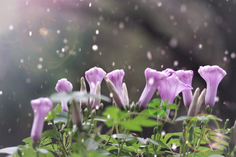 Violet Japanese morning glories growing outside