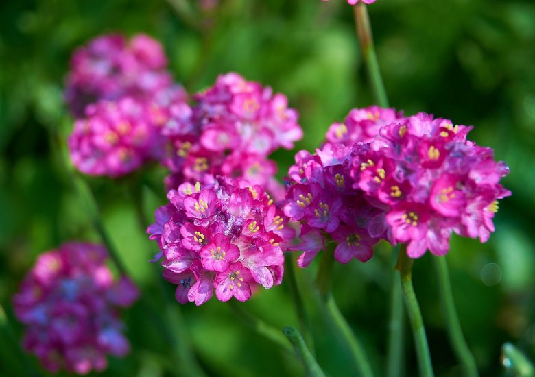 Violet Japanese primrose flowers growing outside