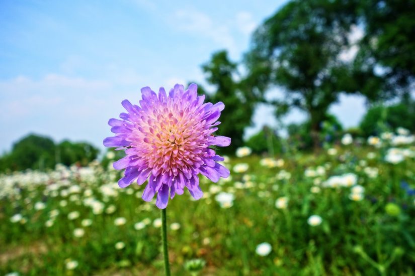Pink and purple knautia flower blooming in field
