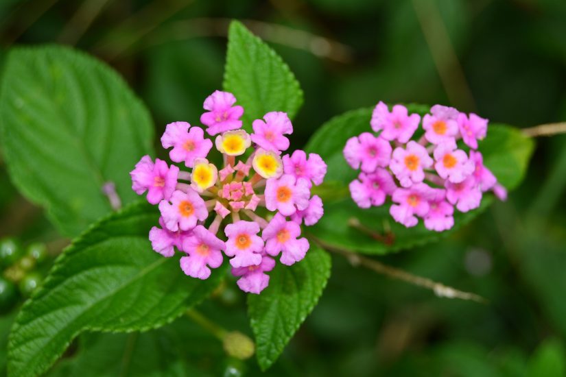 Pink verbena flowers blooming outside