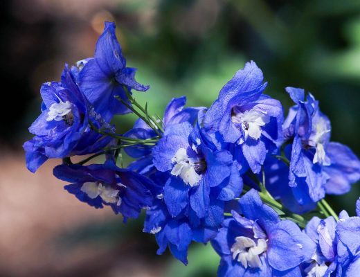 Close-up of blue-violet larkspur flowers growing outside