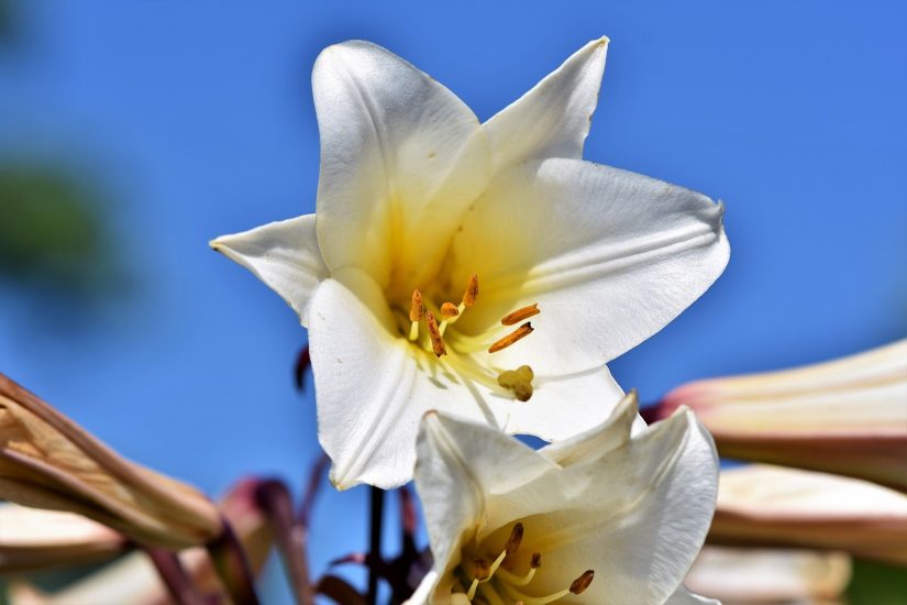 Close-up of white lily flower