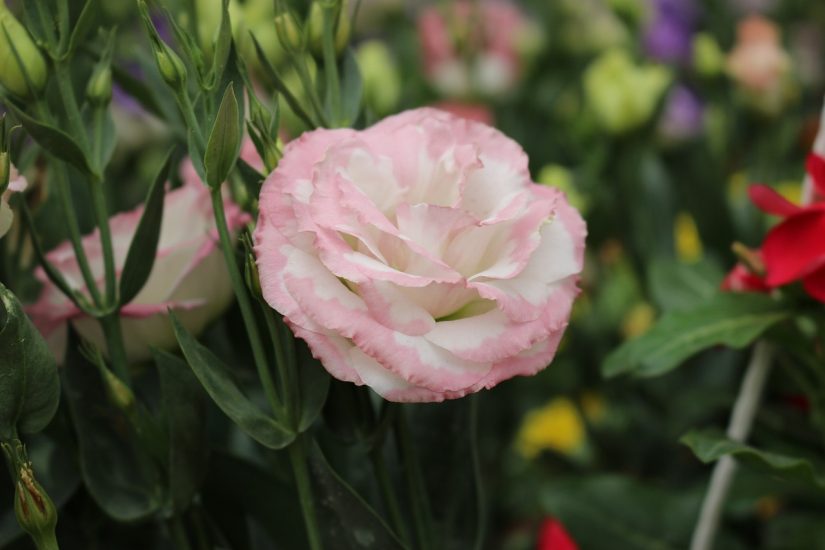 Pink-white lisianthus flower blooming outside