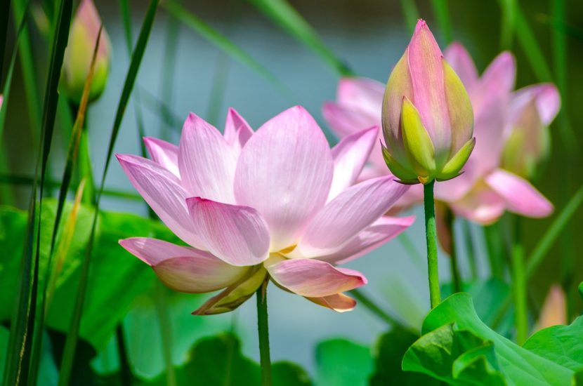 Two pink lotus flowers blooming
