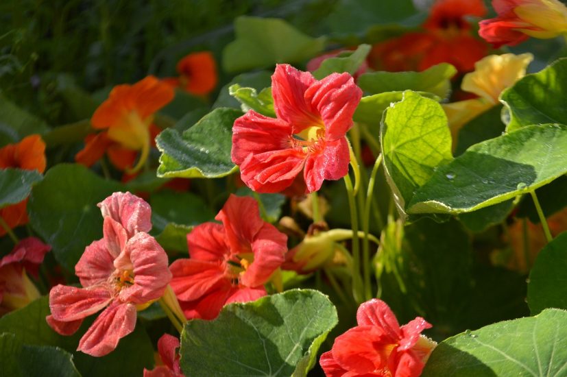 Pink nasturtium flowers blooming outside