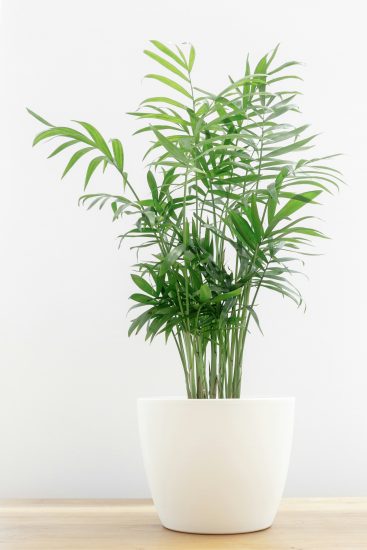 Parlor palm plant in a white pot