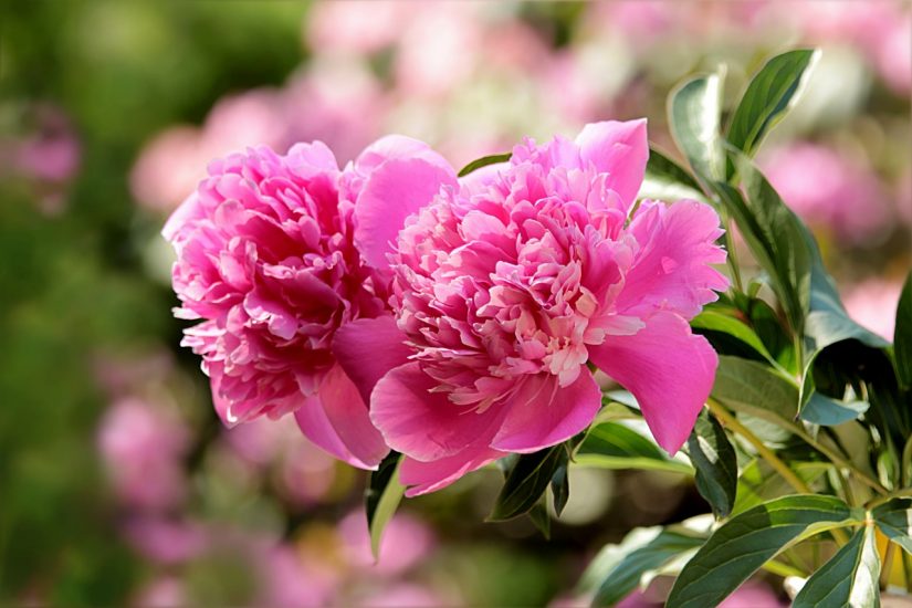Pink peony flowers blooming outdoors