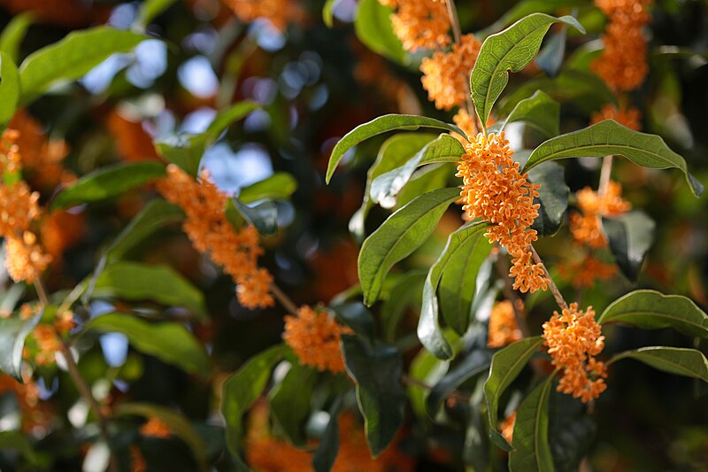 Orange osmanthus flowers growing outside